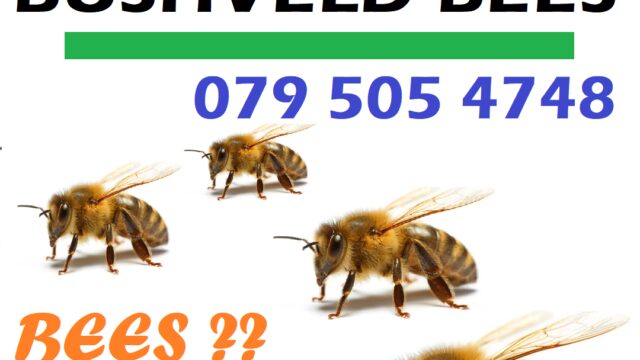 Bin Ad